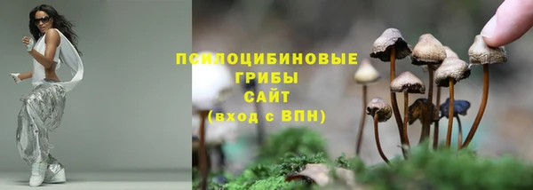 прущие грибы Гусиноозёрск